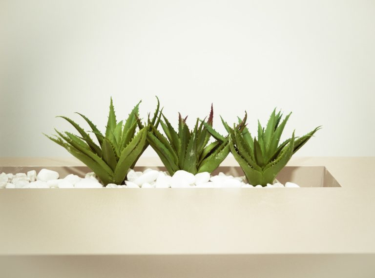 All You Need To Know About Aloe Vera Benefits & Side Effects