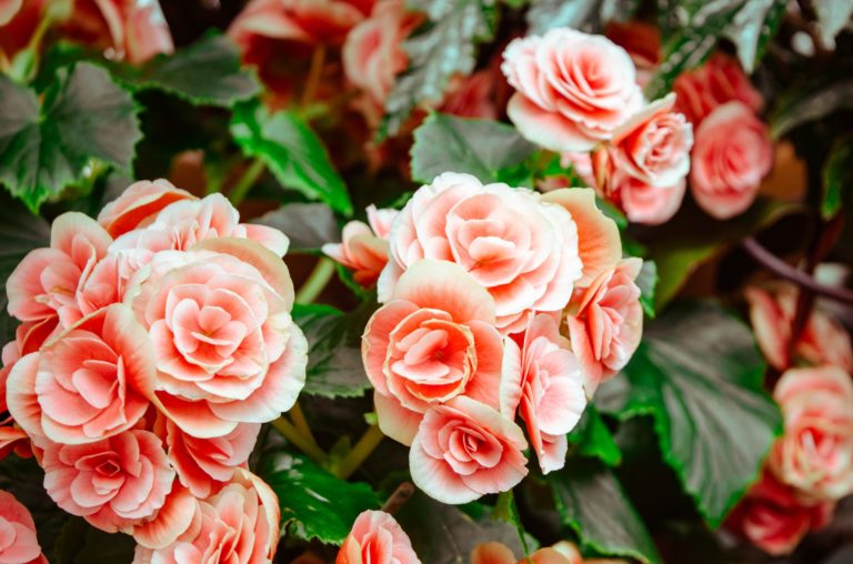 10 Amazing Rose Water Benefits For Skin & How To Use It