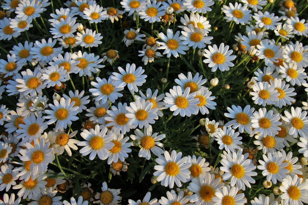 Chamomile can help you relax and sleep